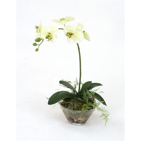 Waterlook Cream-Green Phaleanopsis Orchid With Fern In Glass Bowl